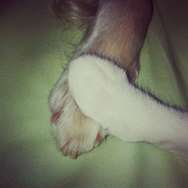 L'amicizia non ha razza, non ha colore, non ha specie.