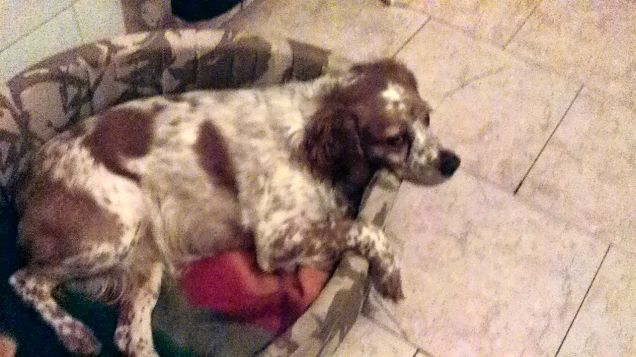 Toffee nella sua cuccia