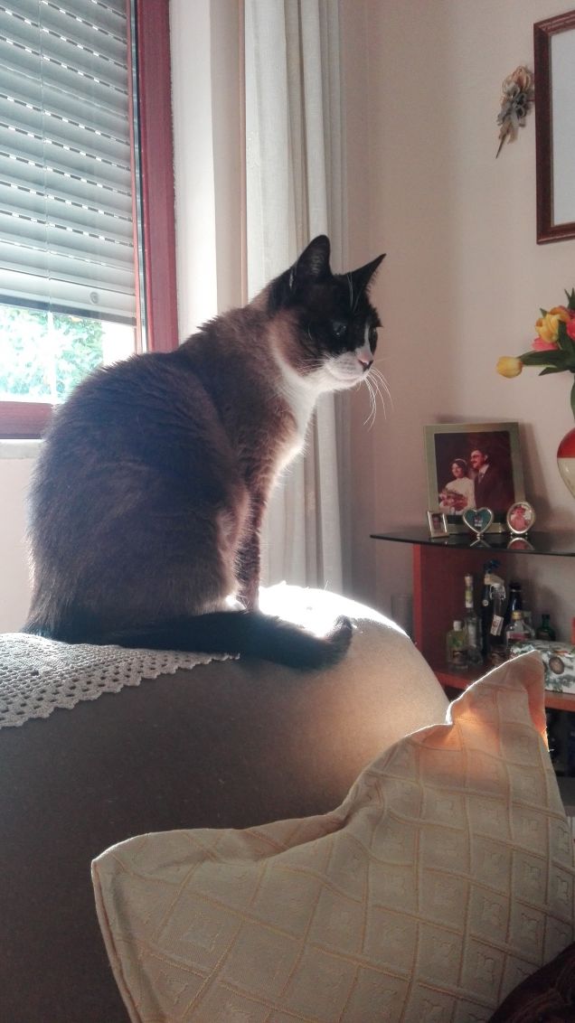 La passione per il divano