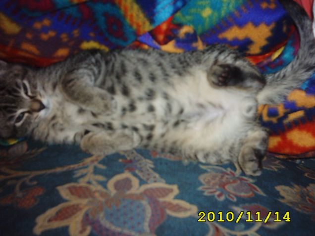 Micio, già si inizia a vedere la panzotta