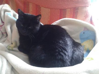 Miao
