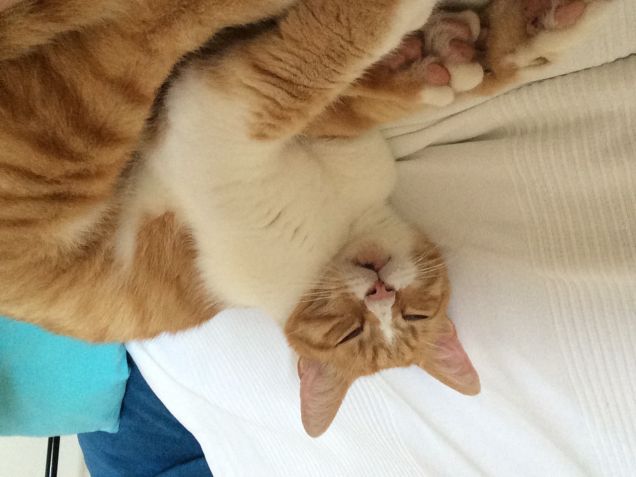 Ciao sono Pucci e mi piace dormire in divano ma non farmi le foto 