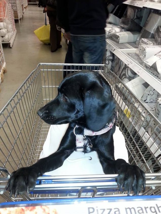  a spasso con la pupa!