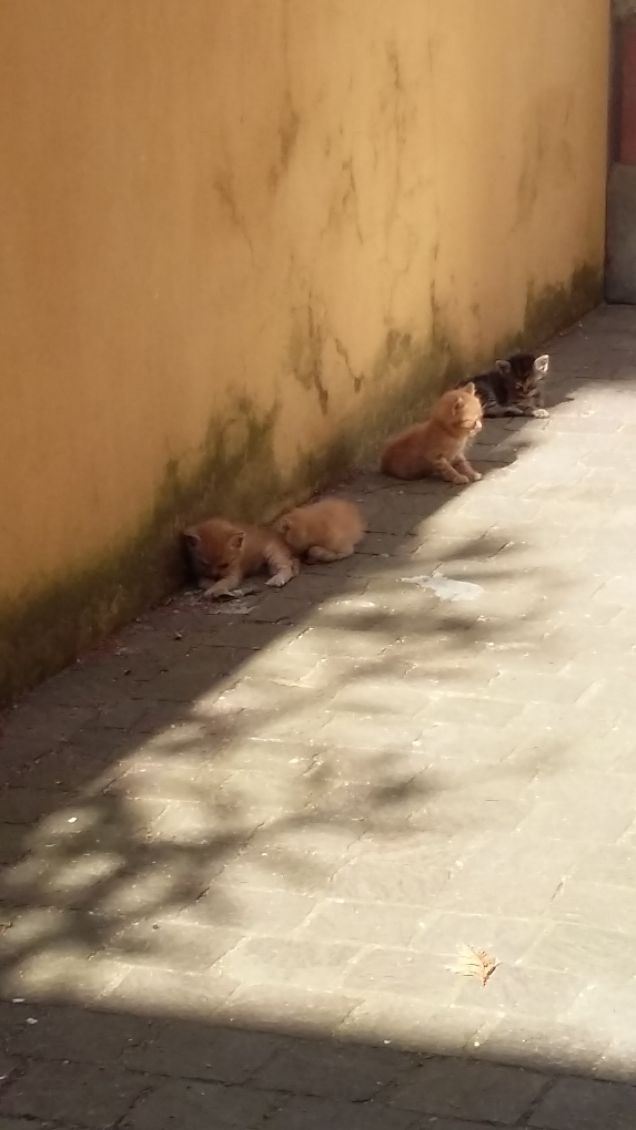 Minù con i fratellini