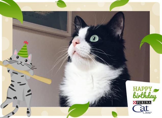 Ommiao, è già il tuo compleanno?