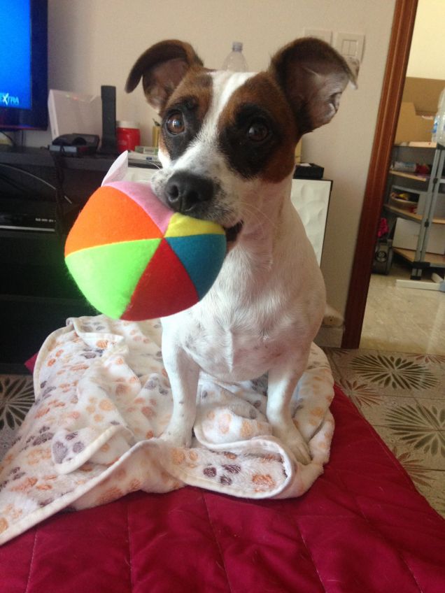 La mia pallina preferita 