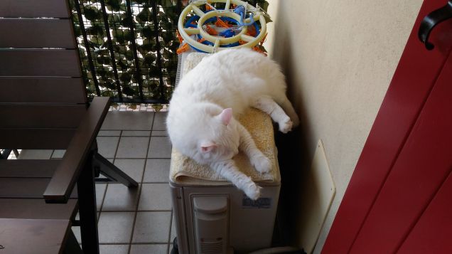 estate uguale stanchezza uguale sonnellini