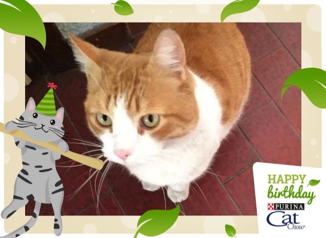 happy bday cat chow - Scar