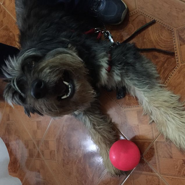 prendi la mia pallina