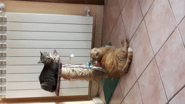 Che comodo il tiragraffi