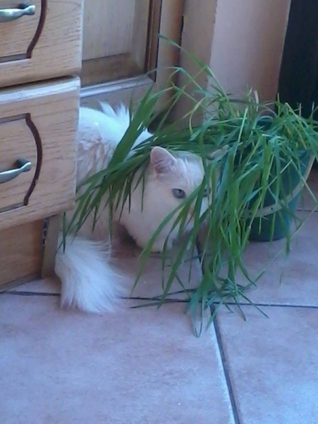 Giochiamo a nascondino?