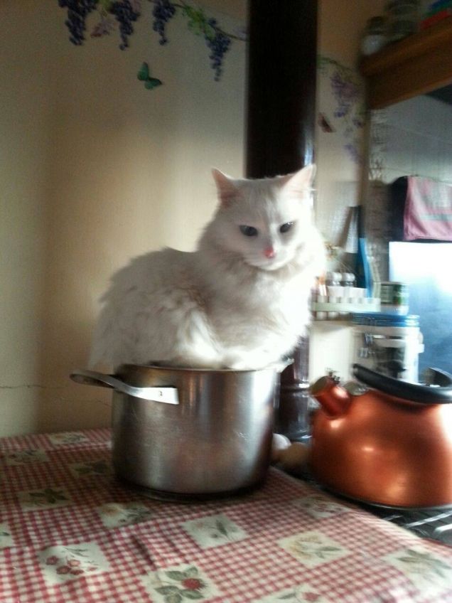 La pentola....... È mia!!!!!!!