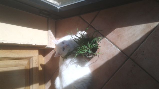 che buona l'erba....