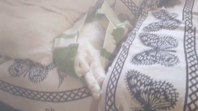 Perla e la sua passione per le borse