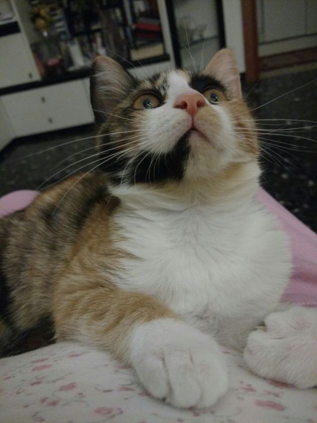 Minou guarda il cielo...