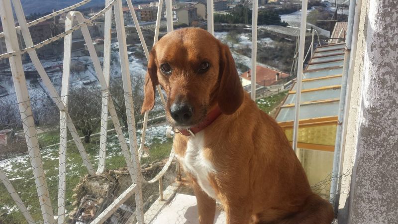 Cucciolo, dolcissimo segugio cerca casa