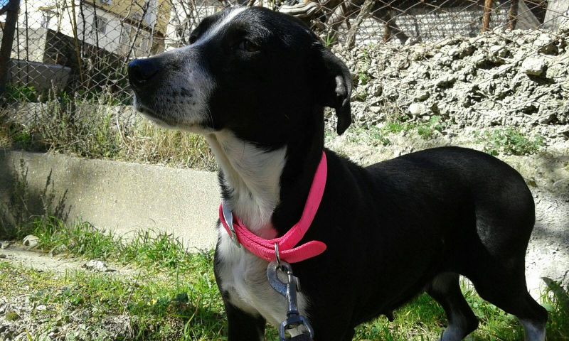 Stella, simil bassotta cerca casa