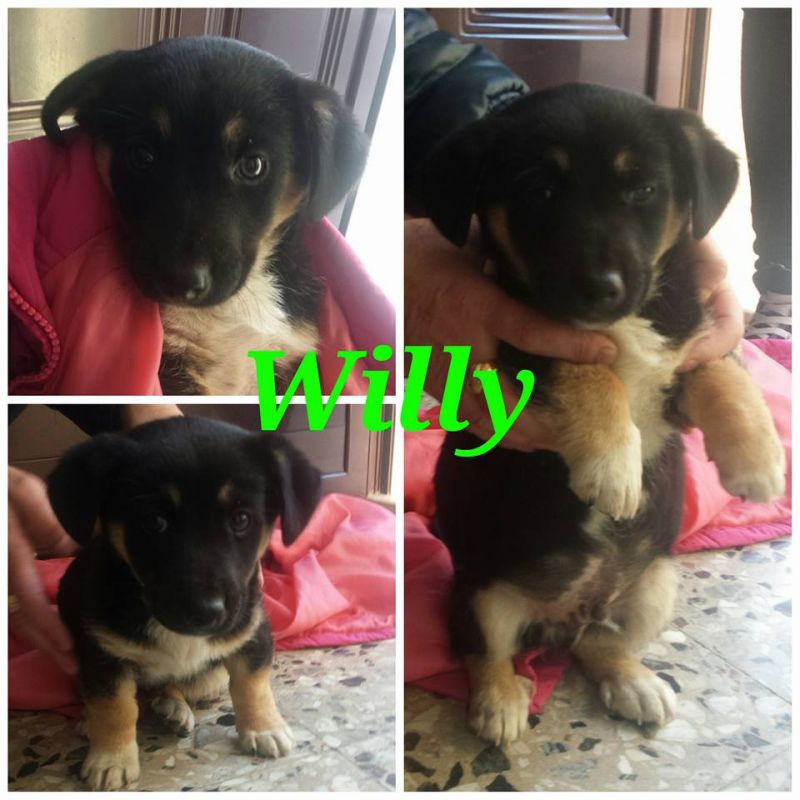 Willy, taglia medio piccola, cerca casa