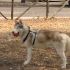 Cerco femmina Husky per monta