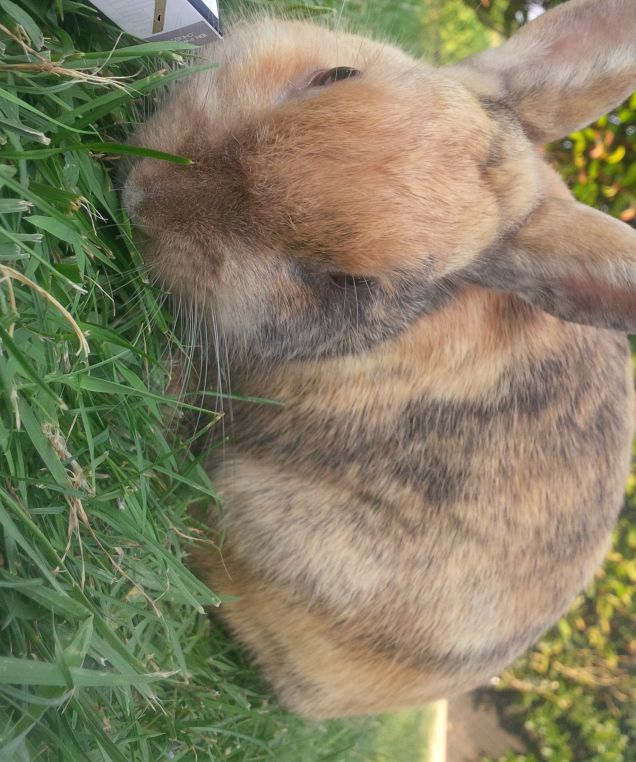 nutti che mangia l'erba