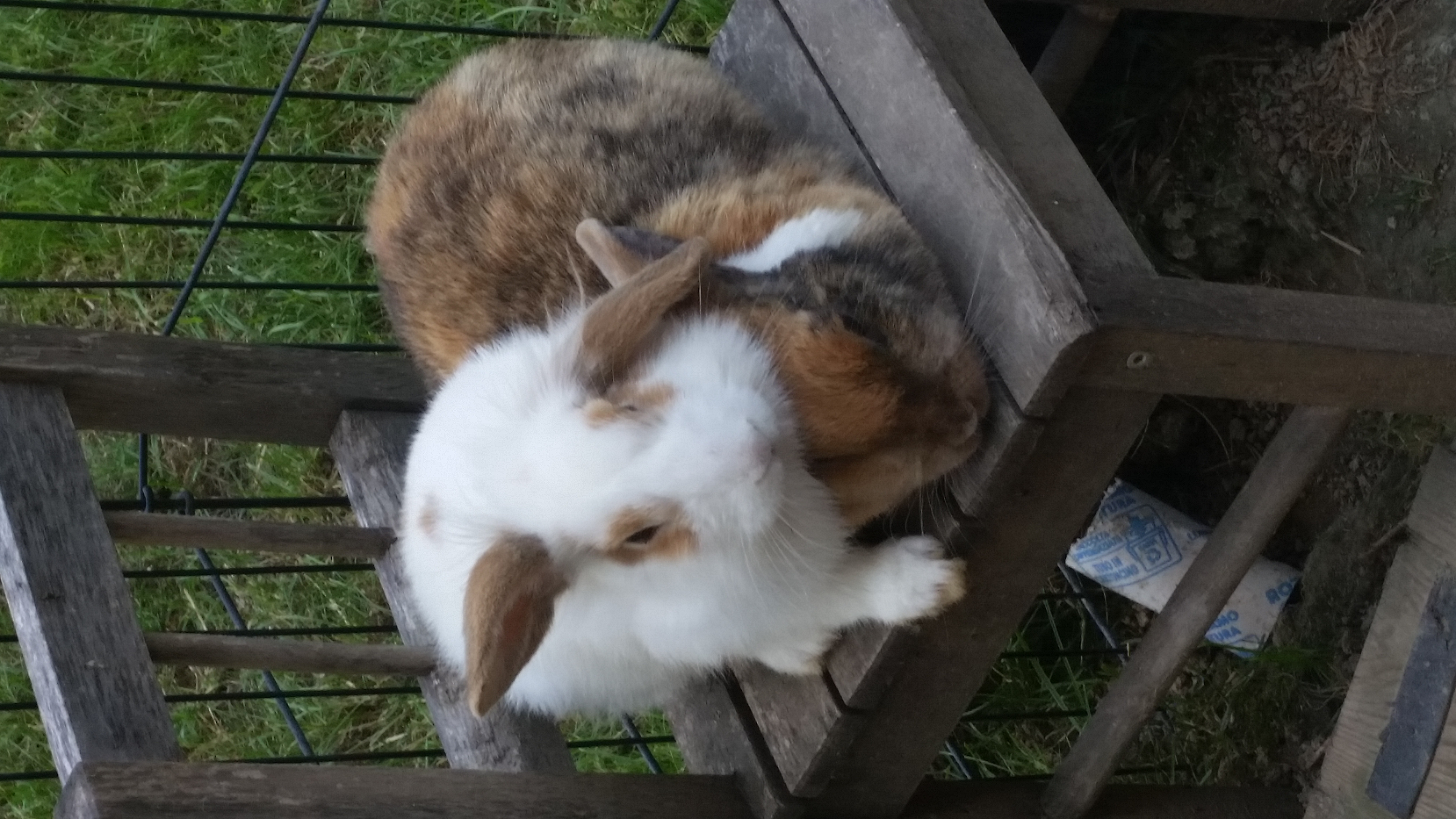 VICINI VICINI | Petpassion