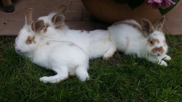 ⬅miele, caffelatte⬆, pancake➡