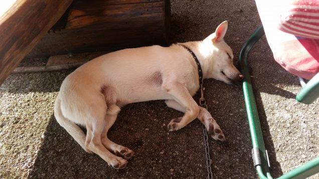 Sono stufo! ora dormo!