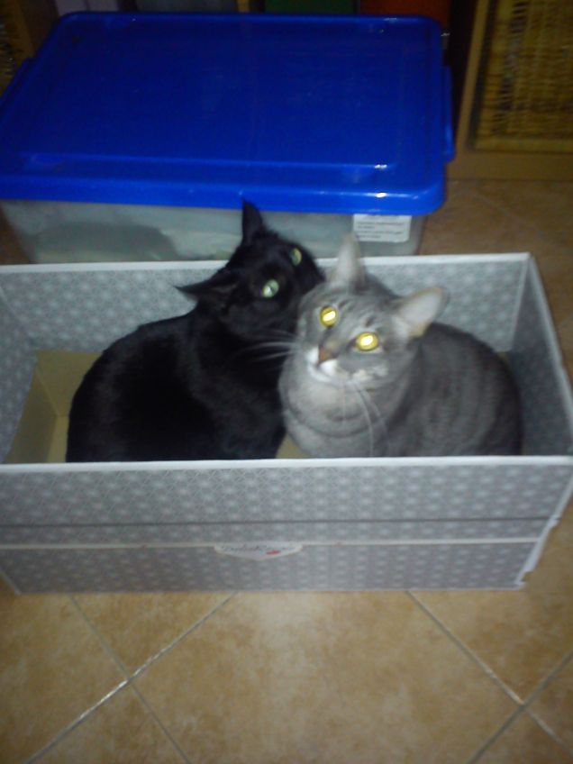 quanto amiamo le scatole :D