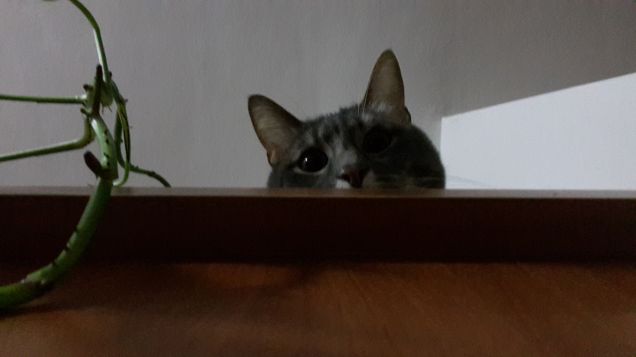 Esplorando la libreria