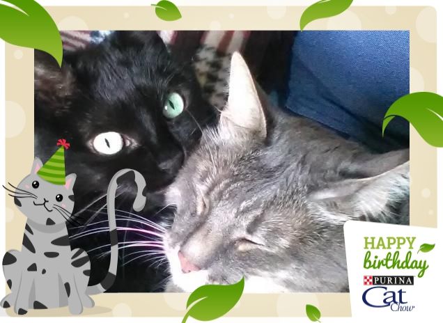 i miei amori crescono