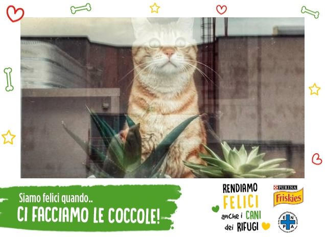 coccole in soppalco