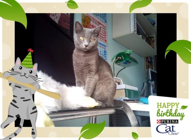 #HappyBirthdayCatChow