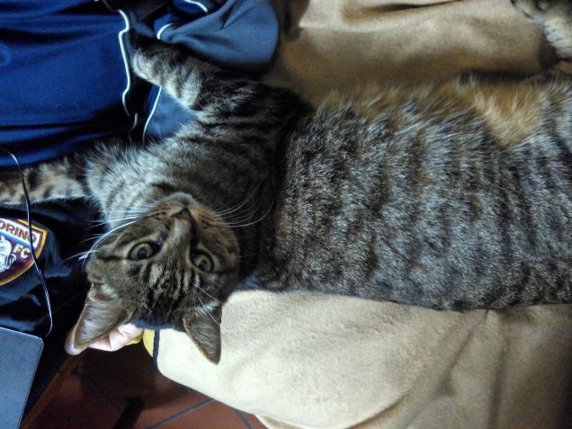 Sul divano accanto in cerca di coccole.