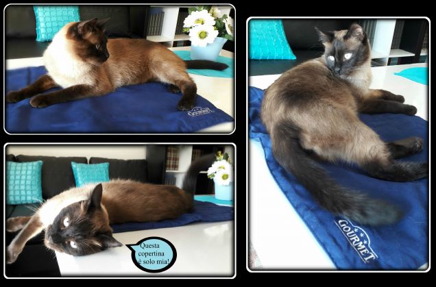 Leo e la copertina Gourmet