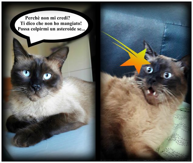 Durante la realizzazione di queste foto, nessun gatto è stato maltrattato...