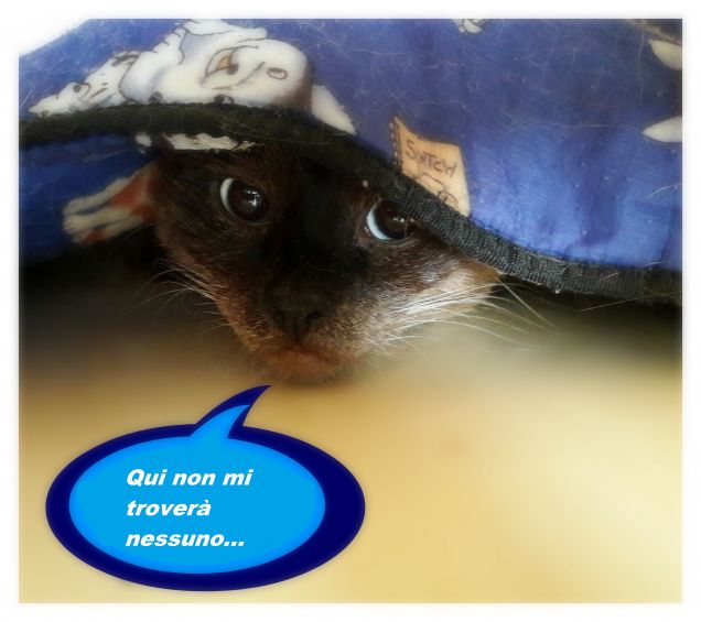 Lo cerco dappertutto, non lo trovo, lo chiamo e non risponde... poi lo vedo lì, nascosto sotto la copertina di Teo...