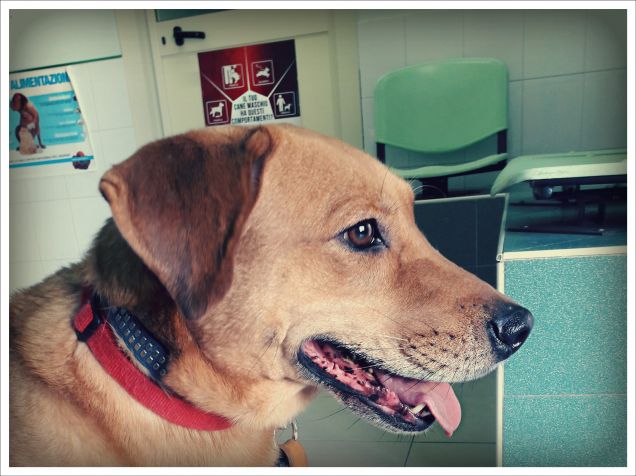 In sala d'attesa dal veterinario