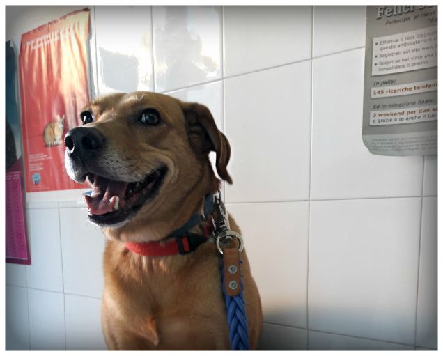 Teo è contento pure quando va dal veterinario :-)