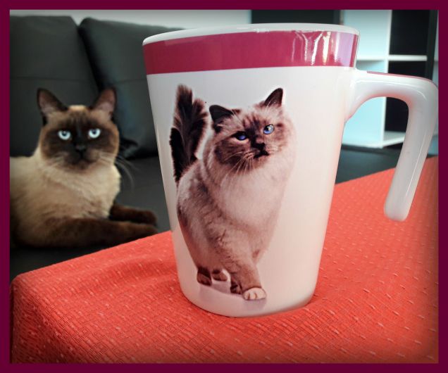 Leo e la bellissima tazza Purina Pro Plan