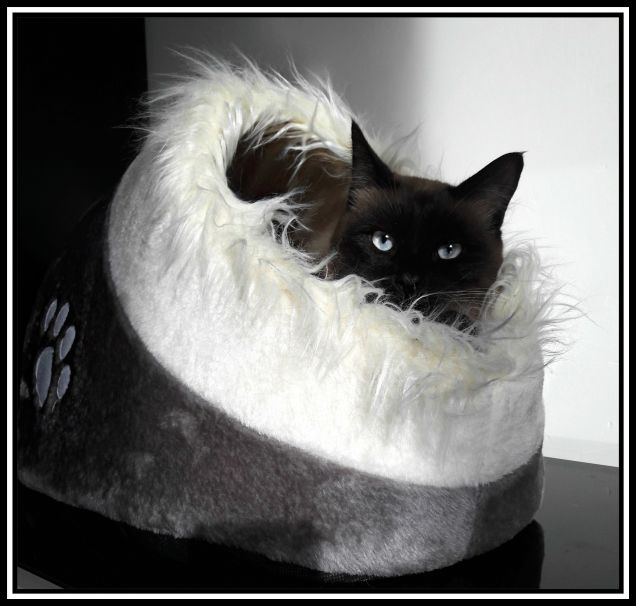 Leo e la sua nuova cuccia igloo