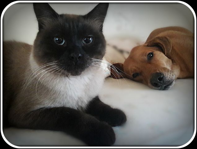 Musini strappabaci...