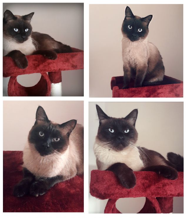 Leo ed il suo nuovo tiragraffi