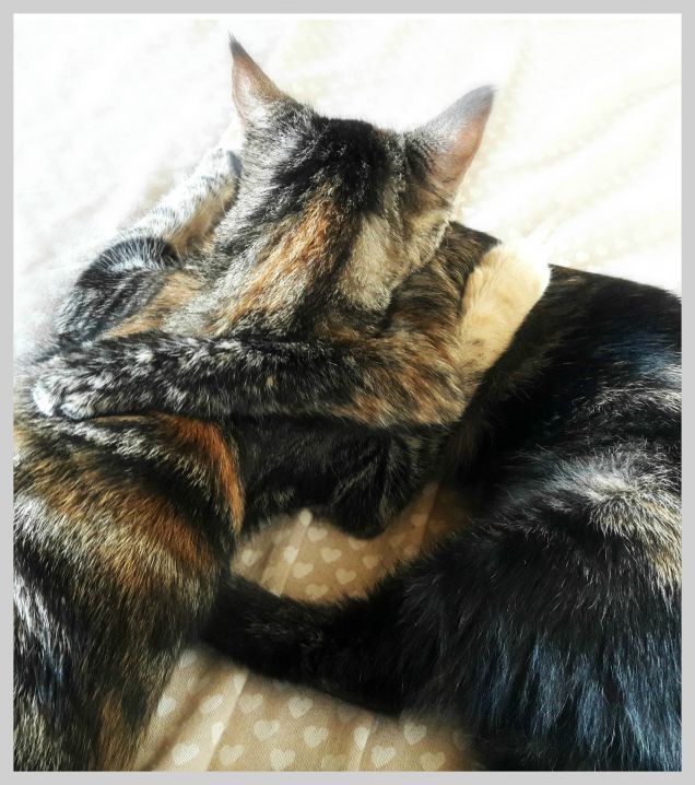 Abbraccio tra sorelle (non si vede bene perchè hanno il manto con colori simili)