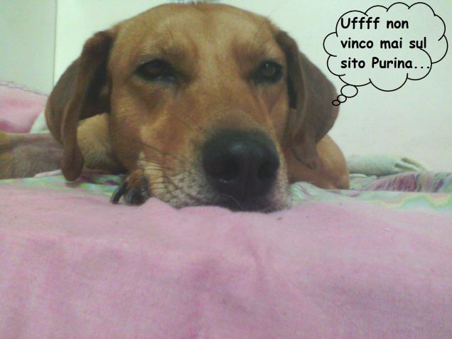 L'entusiasmo di Teo per i concorsi...