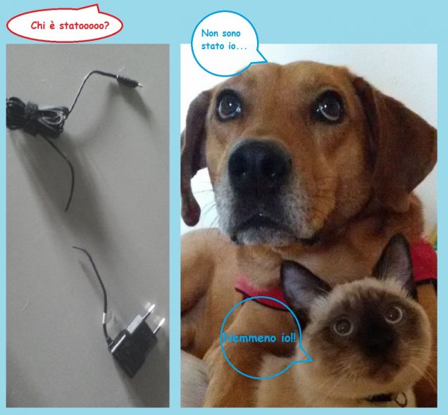 Il silenzio è d'oro fin che non hai un gatto ed un cane.. poi diventa sospetto...