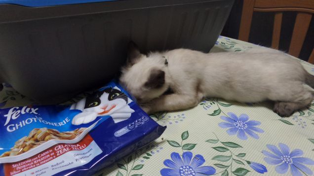 C'è un ladro in cucinaaaaa!