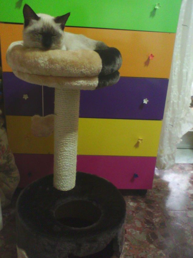 Il nuovo tiragraffi! 