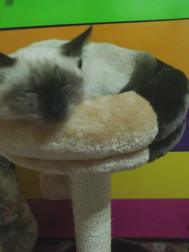 Il nuovo tiragraffi! 