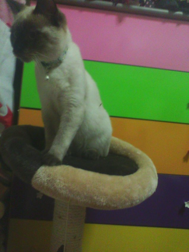 Il nuovo tiragraffi! 