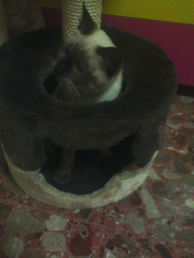 Il nuovo tiragraffi! 